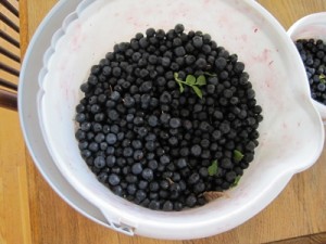 Eurasian blueberries