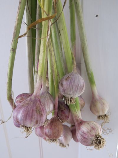 some garlics